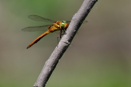 Keilfleck Mosaikjungfer - Aeshna isoceles