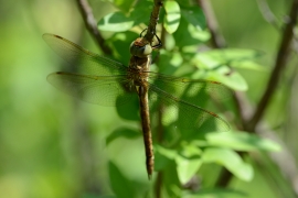 Keilfleck Mosaikjungfer - Aeshna isoceles