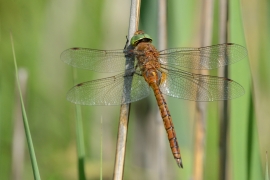 Keilfleck Mosaikjungfer - Aeshna isoceles