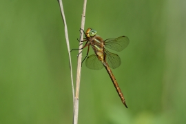 Keilfleck Mosaikjungfer - Aeshna isoceles