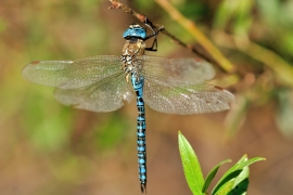 Herbst-Mosaikjungfer - Aeshna mixta