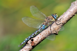 Herbst-Mosaikjungfer - Aeshna mixta