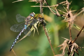 Herbst-Mosaikjungfer - Aeshna mixta