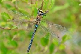 Herbst-Mosaikjungfer - Aeshna mixta