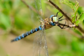 Herbst-Mosaikjungfer - Aeshna mixta