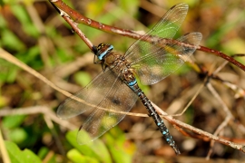 Herbst-Mosaikjungfer - Aeshna mixta