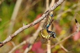 Herbst-Mosaikjungfer - Aeshna mixta