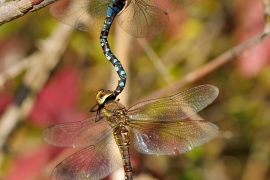 Herbst-Mosaikjungfer - Aeshna mixta