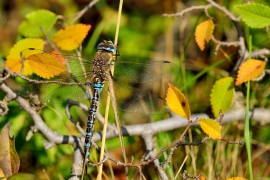 Herbst-Mosaikjungfer - Aeshna mixta