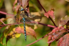 Herbst-Mosaikjungfer - Aeshna mixta