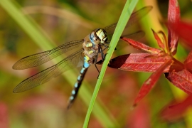 Herbst-Mosaikjungfer - Aeshna mixta