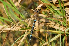 Herbst-Mosaikjungfer - Aeshna mixta