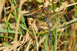 Herbst-Mosaikjungfer - Aeshna mixta