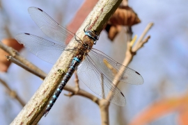 Herbst-Mosaikjungfer - Aeshna mixta