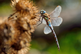 Herbst-Mosaikjungfer - Aeshna mixta