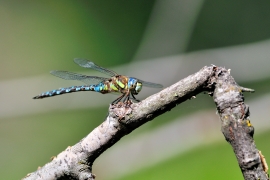 Herbst-Mosaikjungfer - Aeshna mixta