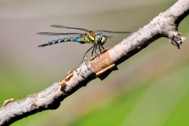 Herbst-Mosaikjungfer - Aeshna mixta