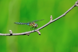 Herbst-Mosaikjungfer - Aeshna mixta