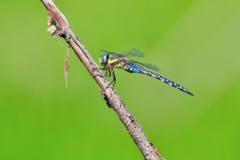 Herbst-Mosaikjungfer - Aeshna mixta