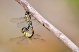 Herbst-Mosaikjungfer - Aeshna mixta