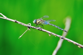 Herbst-Mosaikjungfer - Aeshna mixta