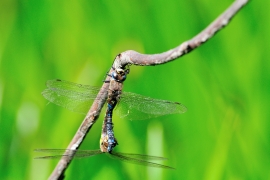 Herbst-Mosaikjungfer - Aeshna mixta