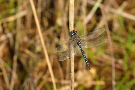 Herbst-Mosaikjungfer - Aeshna mixta