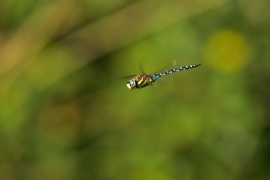 Herbst-Mosaikjungfer - Aeshna mixta