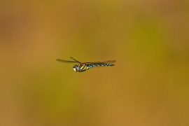 Herbst-Mosaikjungfer - Aeshna mixta