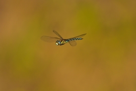 Herbst-Mosaikjungfer - Aeshna mixta