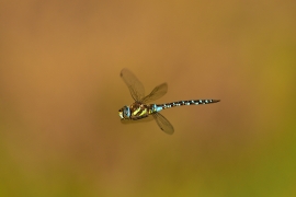 Herbst-Mosaikjungfer - Aeshna mixta