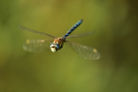 Herbst-Mosaikjungfer - Aeshna mixta