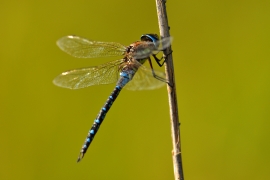 Herbst-Mosaikjungfer - Aeshna mixta