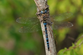 Herbst-Mosaikjungfer - Aeshna mixta