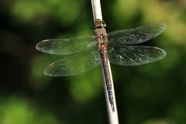 Herbst-Mosaikjungfer - Aeshna mixta