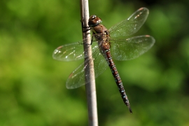 Herbst-Mosaikjungfer - Aeshna mixta