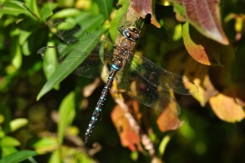 Herbst-Mosaikjungfer - Aeshna mixta