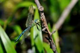 Große Königslibelle -Anax imperator