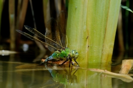 Große Königslibelle -Anax imperator