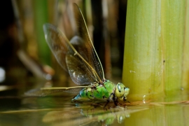 Große Königslibelle -Anax imperator