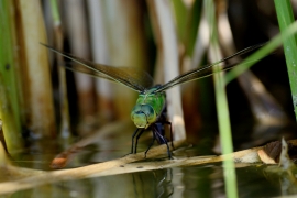 Große Königslibelle -Anax imperator