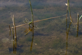 Große Königslibelle -Anax imperator