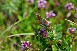 Blaeulinge_1406