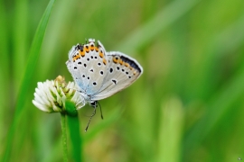 Blaeulinge_3241