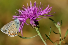 Blaeulinge_3493