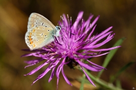 Blaeulinge_3521