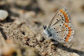 Blaeulinge_5592