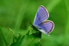 Blaeulinge_5635