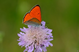 Blaeulinge_9324