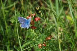 Blaeulinge_9469